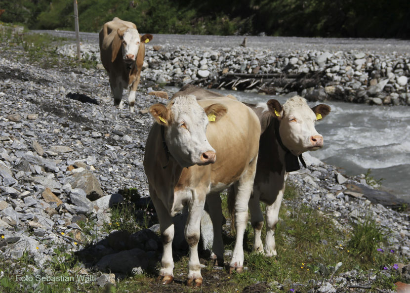 Viehsömmerung bei Selden