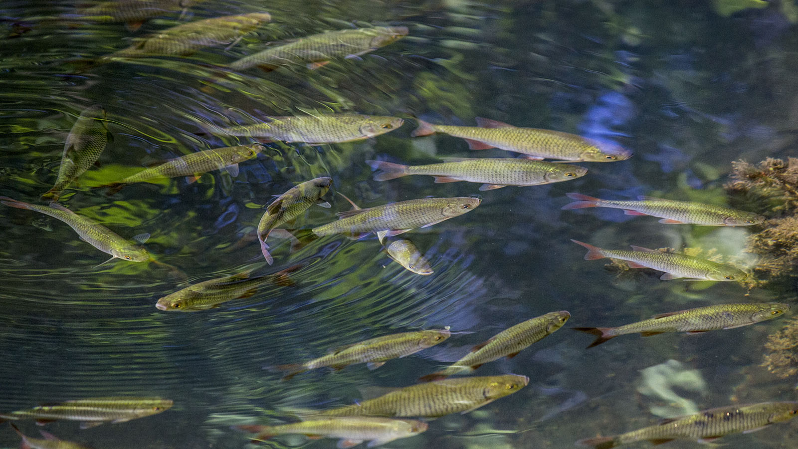 Die einheimische Rotfeder ist eine typische Fischart der Stillgewässer