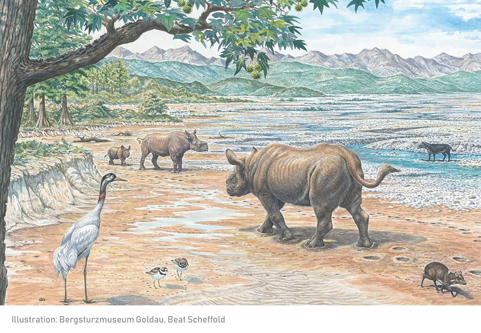 Oligozäne Lebenswelt bei Arth Goldau vor 25 Millionen Jahren